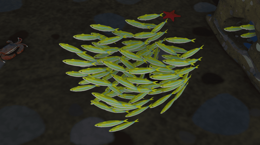 School of fish