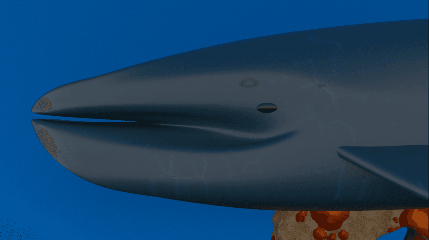 Blue whale side
