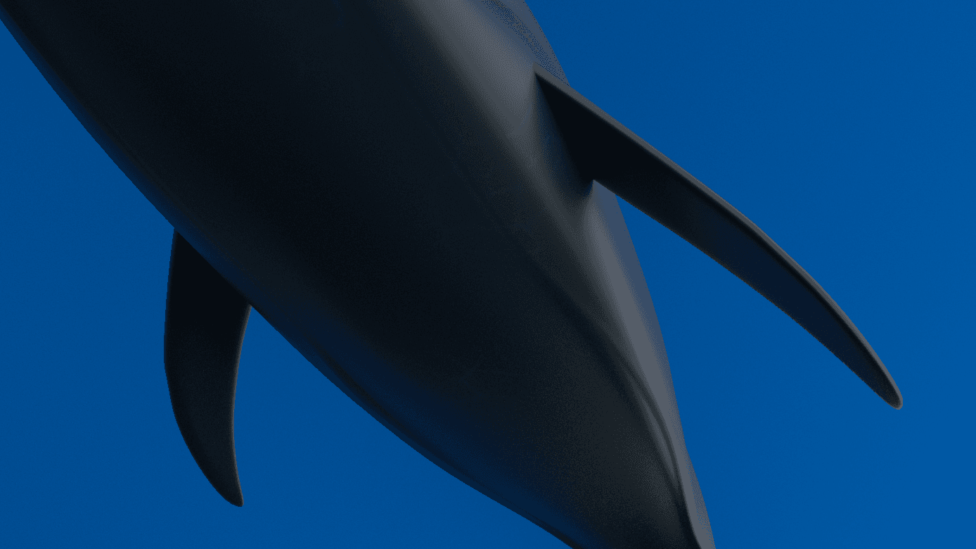 Blue whale bottom