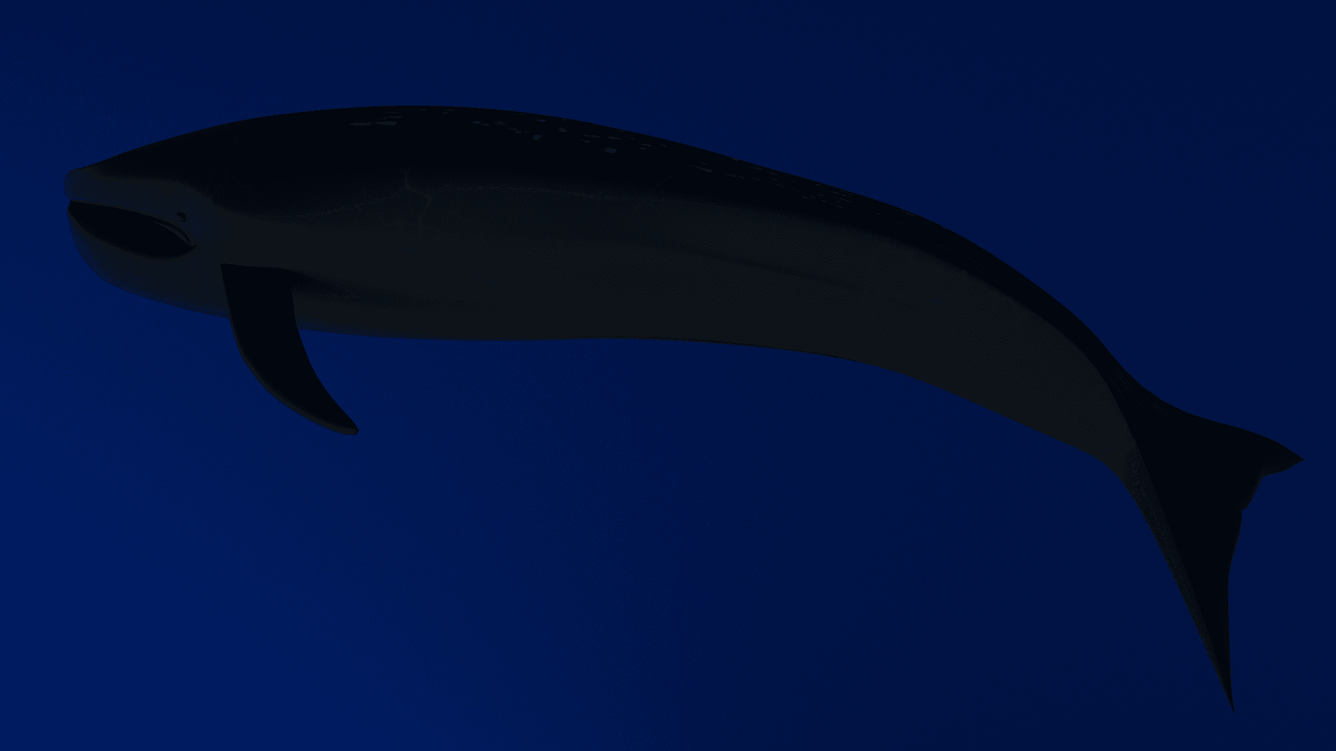 Blue whale back
